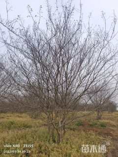 高度400厘米丛生紫薇