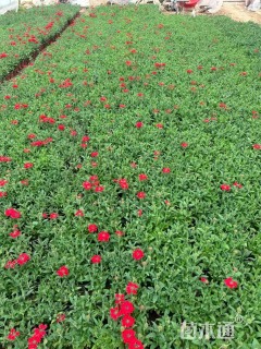 高度20厘米美女樱