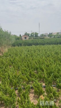 冠幅40厘米龙柏球