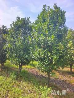 高度350厘米茶花