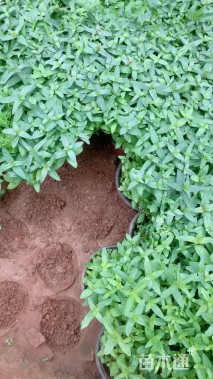 高度10厘米千屈菜