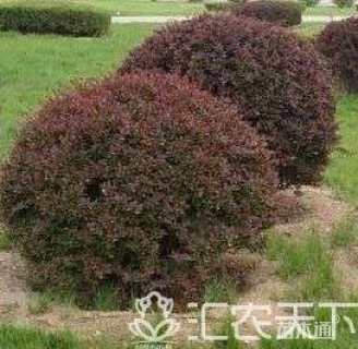 高度120厘米红叶小檗