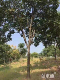 4公分无患子