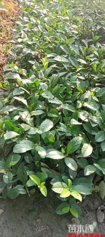 高度35厘米欧洲荚蒾