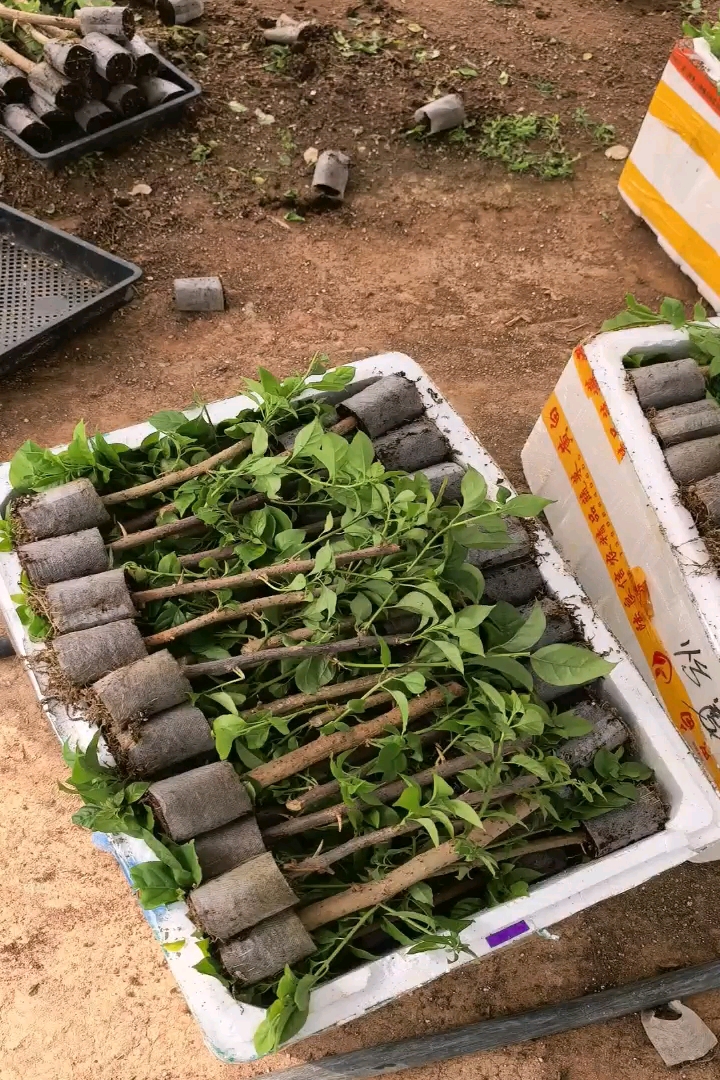 高度25厘米三角梅