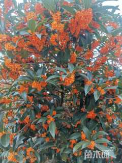 14公分桂花