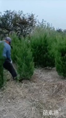 高度90厘米桧柏