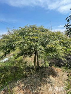 高度150厘米羽毛枫