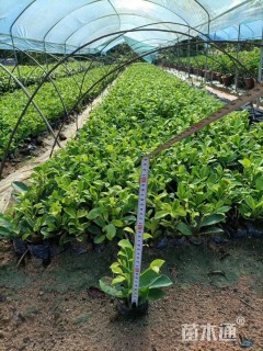 高度15厘米黄金榕