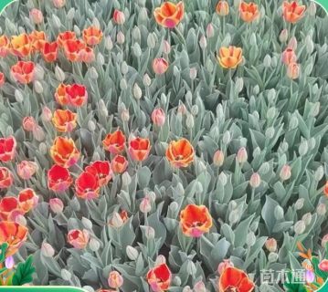 高度15厘米郁金香