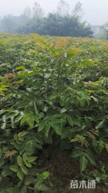 0.5公分盐肤木