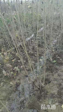 高度100厘米木芙蓉