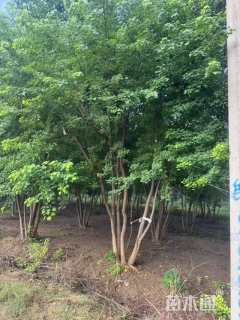 8公分(5杆)丛生乌桕