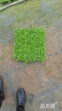 高度10厘米姬岩垂草