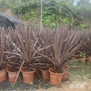 高度40厘米澳洲朱蕉