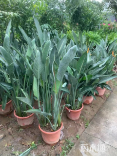 高度80厘米鹤望兰