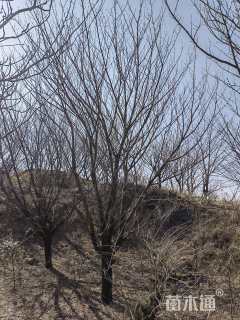 17公分日本晚樱