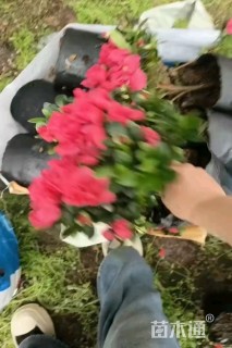 高度20厘米西洋杜鹃