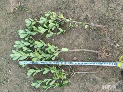 高度20厘米海桐