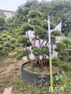 38公分赤楠