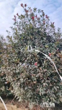 高度300厘米丛生红叶石楠
