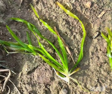 高度18厘米矮生苦草