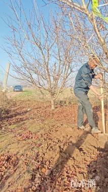 13公分山楂树