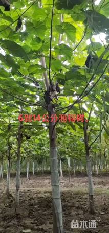12公分泡桐