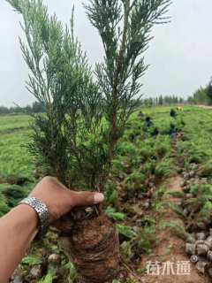 高度40厘米沙地柏