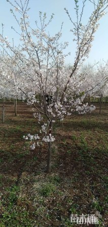 10公分染井吉野樱