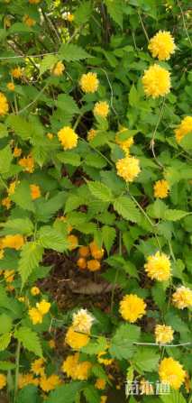 高度40厘米棣棠