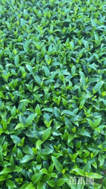 高度30厘米栀子花