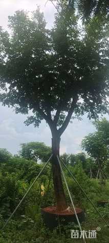 28公分雨树