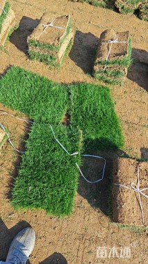 草卷状马尼拉草