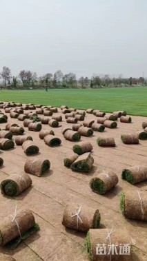 草卷状百慕大草