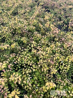 高度40厘米绣线菊