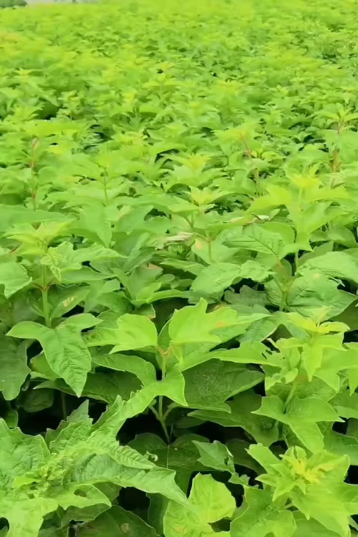 高度30厘米天目琼花