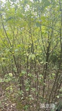 2公分朴树