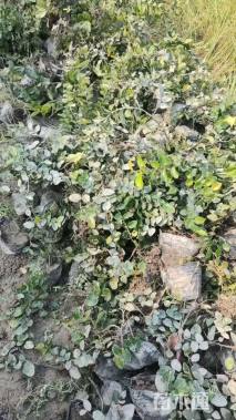 高度25厘米薜荔