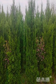 高度150厘米蜀桧