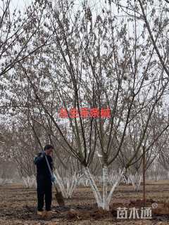 高度600厘米丛生茶条槭
