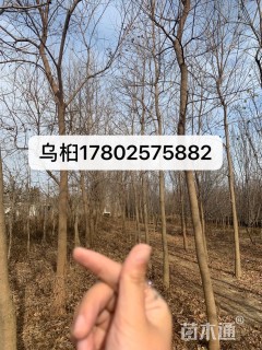 12公分乌桕