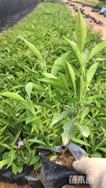 高度30厘米鸳鸯茉莉