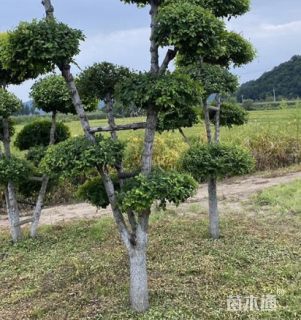 11公分造型金叶榆