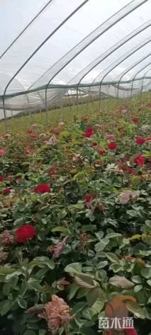 高度40厘米月季