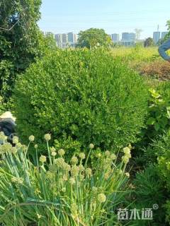 冠幅80厘米瓜子黄杨球