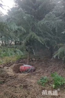 高度300厘米雪松