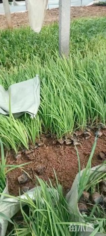 高度50厘米香根草