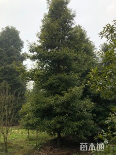 15公分金丝楠木