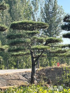 20公分造型黑松